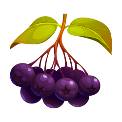 Aronia berry (Chokeberry) - Types of Berries with Pictures