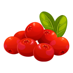 Bearberry (Arctostaphylos uva-ursi) Bright Red Berries on Shrub