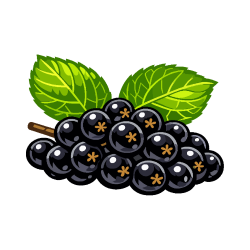 Black Currant (Ribes nigrum)