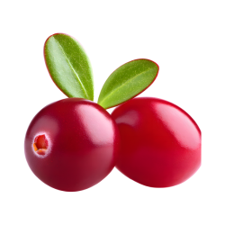 Cranberry (Vaccinium macrocarpon)
