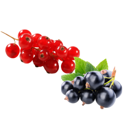Currants (Red, Black, White – Ribes spp.)
