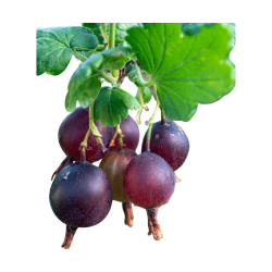 Jostaberry - Types of Berries with Pictures