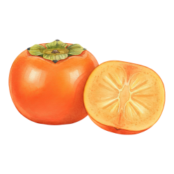 Persimmon (Diospyros spp.)
