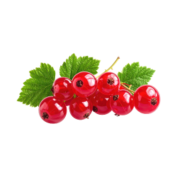 Red Currant (Ribes rubrum)