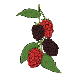 Mulberry: Types of Berries with Pictures