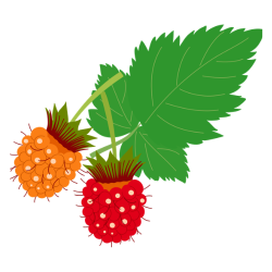 Salmonberry