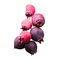 Saskatoon berries growing on a branch with deep purple ripe fruit