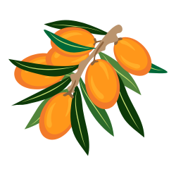 Sea buckthorn - Types of Berries with Pictures