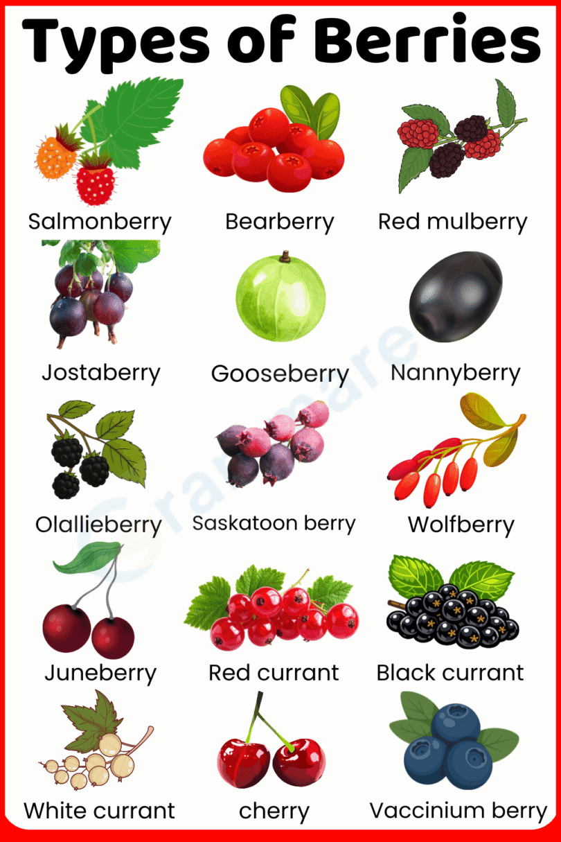 Types Of Berries With Pictures List Of 60 Berries With Names 