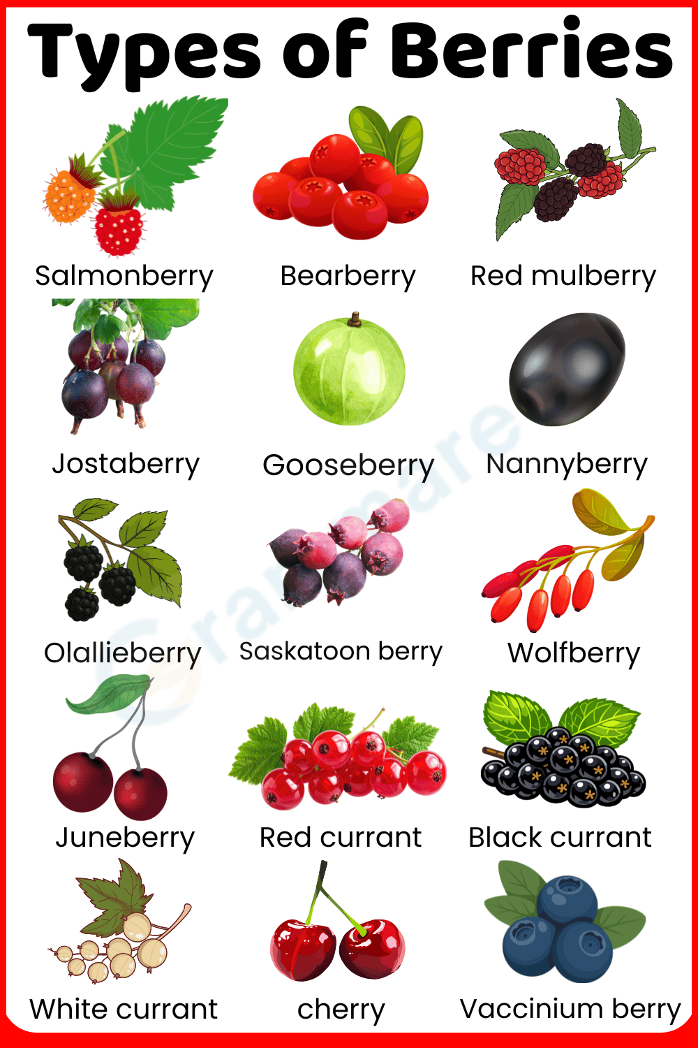 Berry Types with their Photos and Information