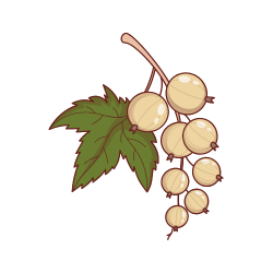 White currant
