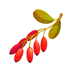 Wolfberry (Lycium barbarum): Fresh Red Goji Berries