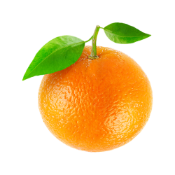 Bitter Orange Fruit