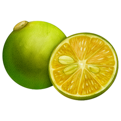 Calamansi - Autumn Fruits Names