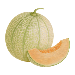 Type of Cantaloupe Melon