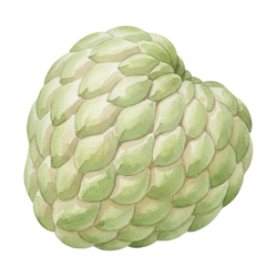 Cherimoya - Autumn Fruits names