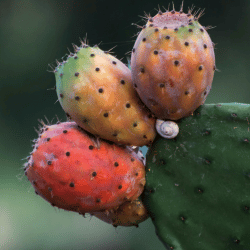 Cholla Cactus Spiky Fruit