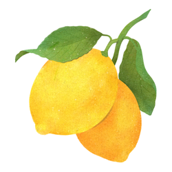 Citron fruit in Autumn season