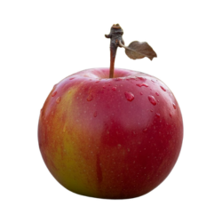 Crab Apple Bitter Fruit