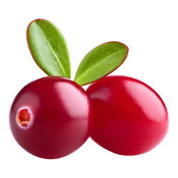 Cranberry Late Autumn Fruits Names