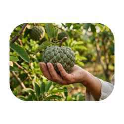 Custard Apple - Sweet and Bitter Fruits Names