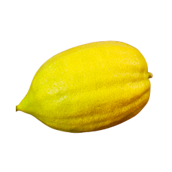 Etrog Citrus - Types of Citrus Fruit Names