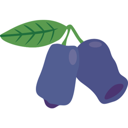 Honeyberry late Autumn Fruit