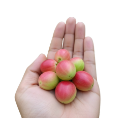 Karonda Bitter Fruit