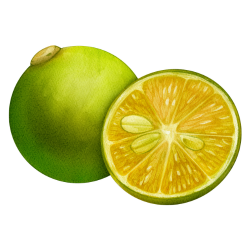 Key Lime - Citrus Type of Fruits