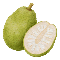 Large Fruit Breadfruit - Small and Large Fruits
