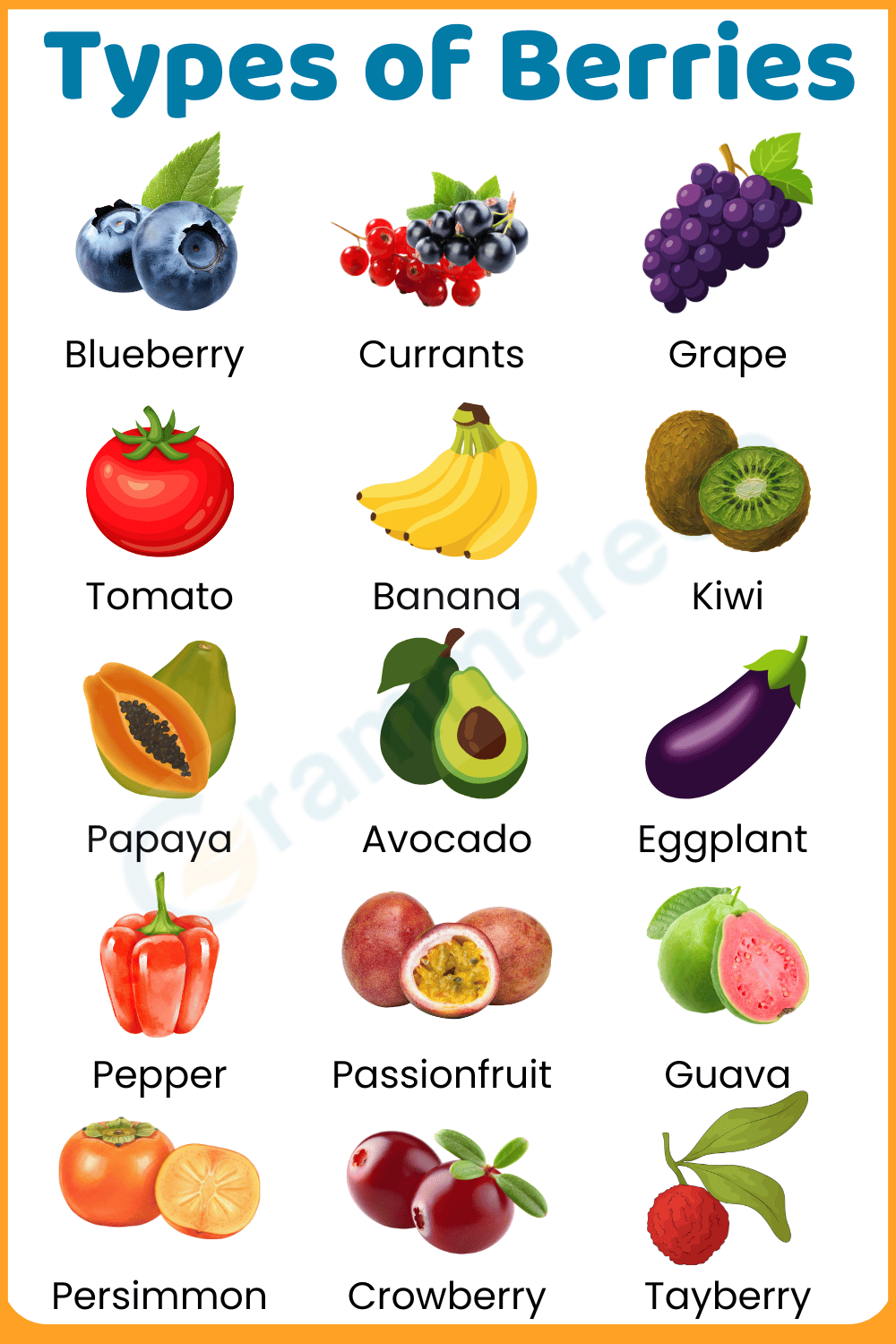 List of Botanical True Berries with Pictures