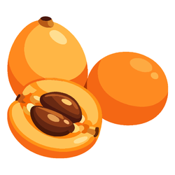 Loquat - Autumn Fruits Names