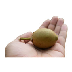 Mahua Fruit
