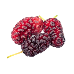 Mulberry - Sweet and Bitter Fruits Names