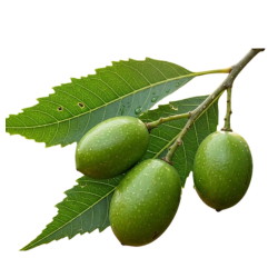 Neem Fruit Bitter Taste
