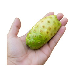 Noni Fruit

