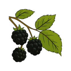 Olallieberry, a blackberry and loganberry hybrid, showing large dark purple juicy berries