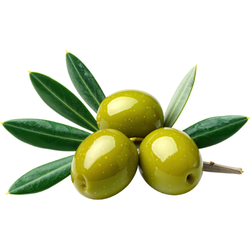 Olive Unique Autumn Fruit