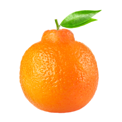 Orangequat - Citrus Fruits