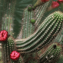 Organ Pipe Cactus Fruit
