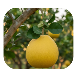 Pomelo