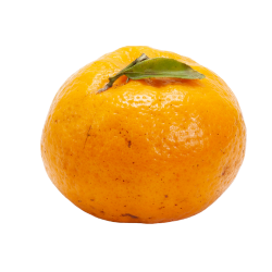 Ponkan - Citrus Fruit Varieties