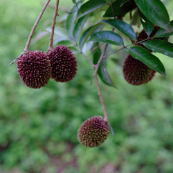 Pulasan - Spiky Asian Fruits Name