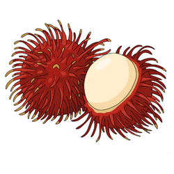 Rambutan Autumn Season Fruits