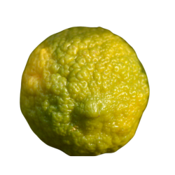 Rangpur Lime - Citrus Fruit Names