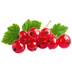 Red Currant Fall Seasonal Fruit