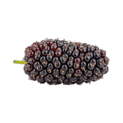 Red mulberry - Types of Berries Fruits and Pictures
