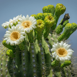 Saguaro Cactus Fruit
