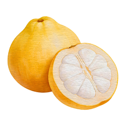 Santol - Autumn Fruit