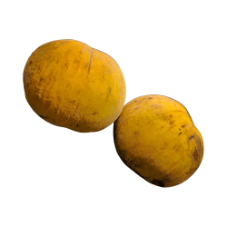 Santol (rough outer varieties)